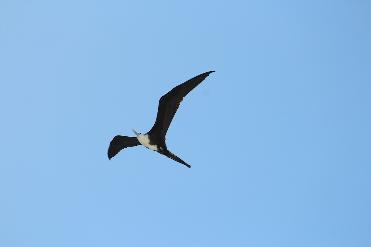 Magnificent Frigatebird - ML616678242