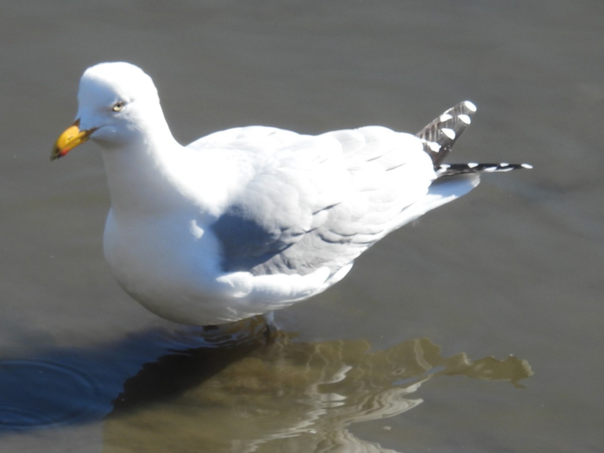 Ring-billed Gull - ML616678265