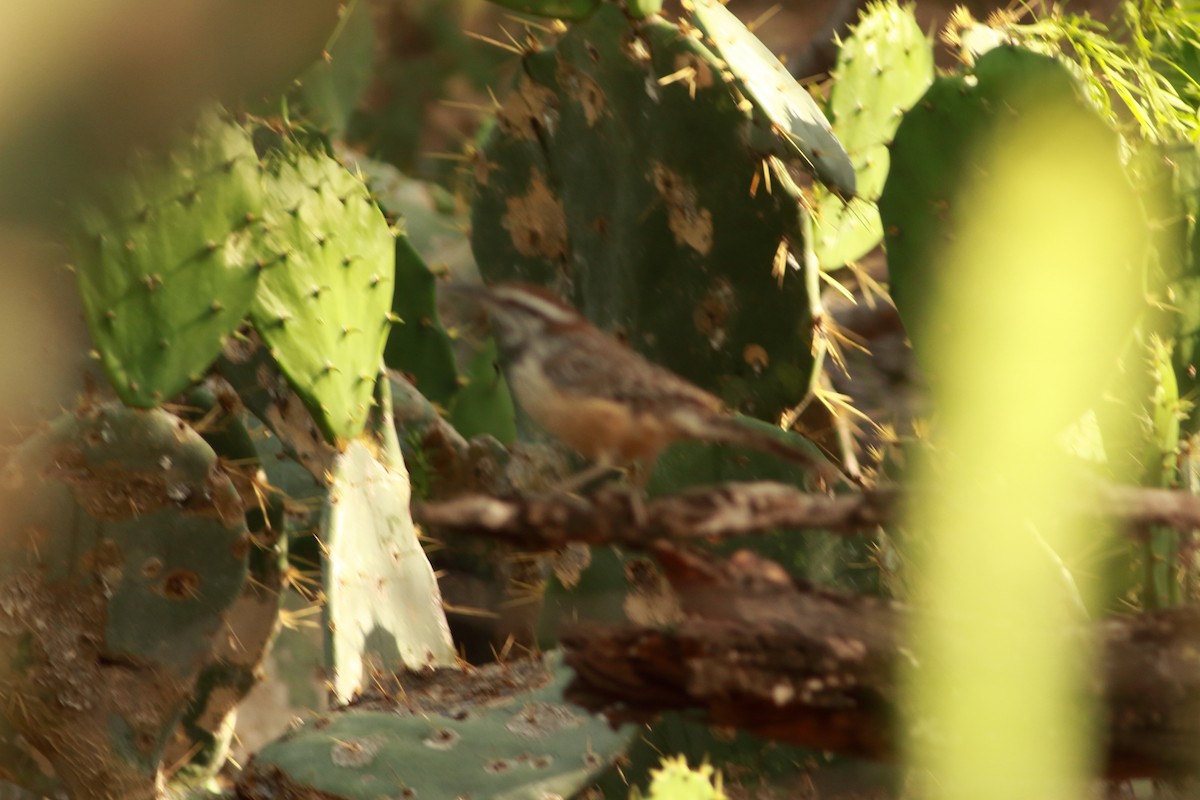 Cactus Wren - ML616678279