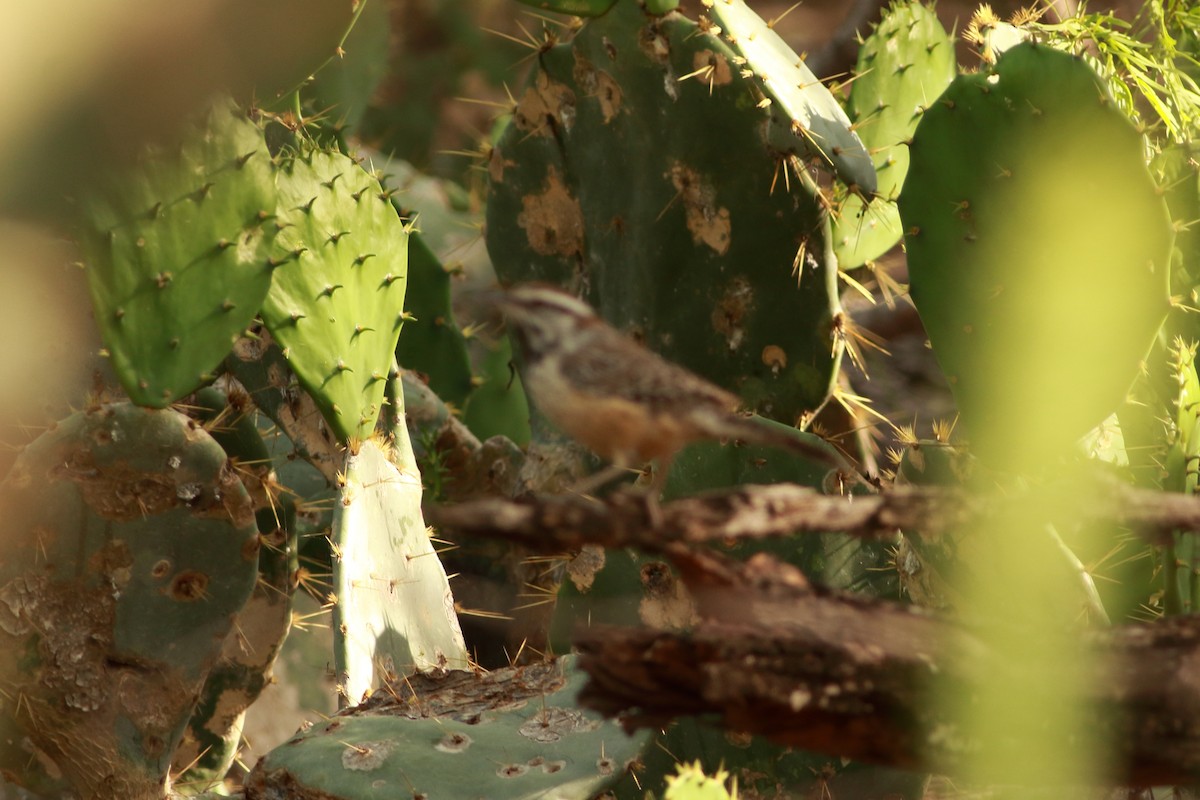 Cactus Wren - ML616678280