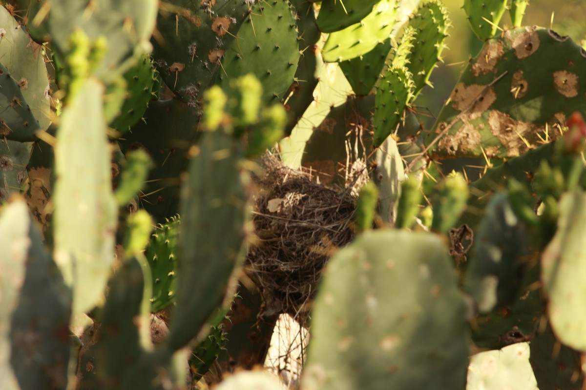 Cactus Wren - ML616678281