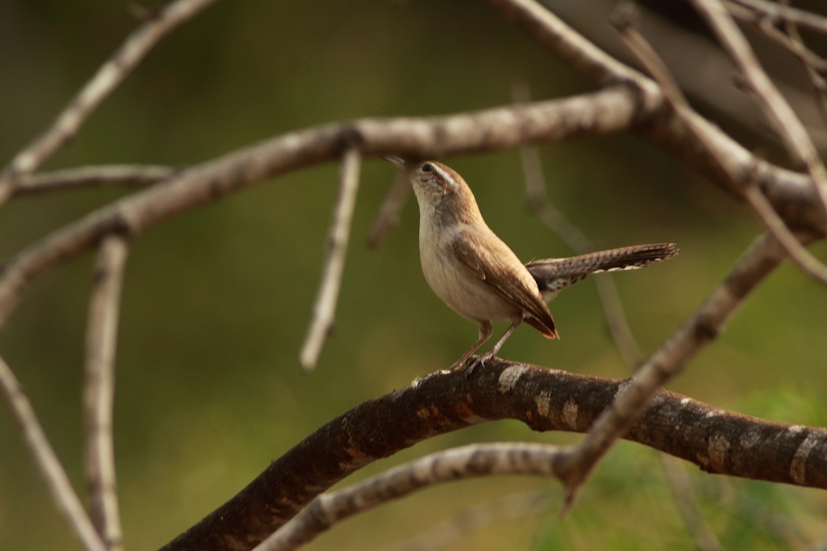 Bewick's Wren - ML616678287