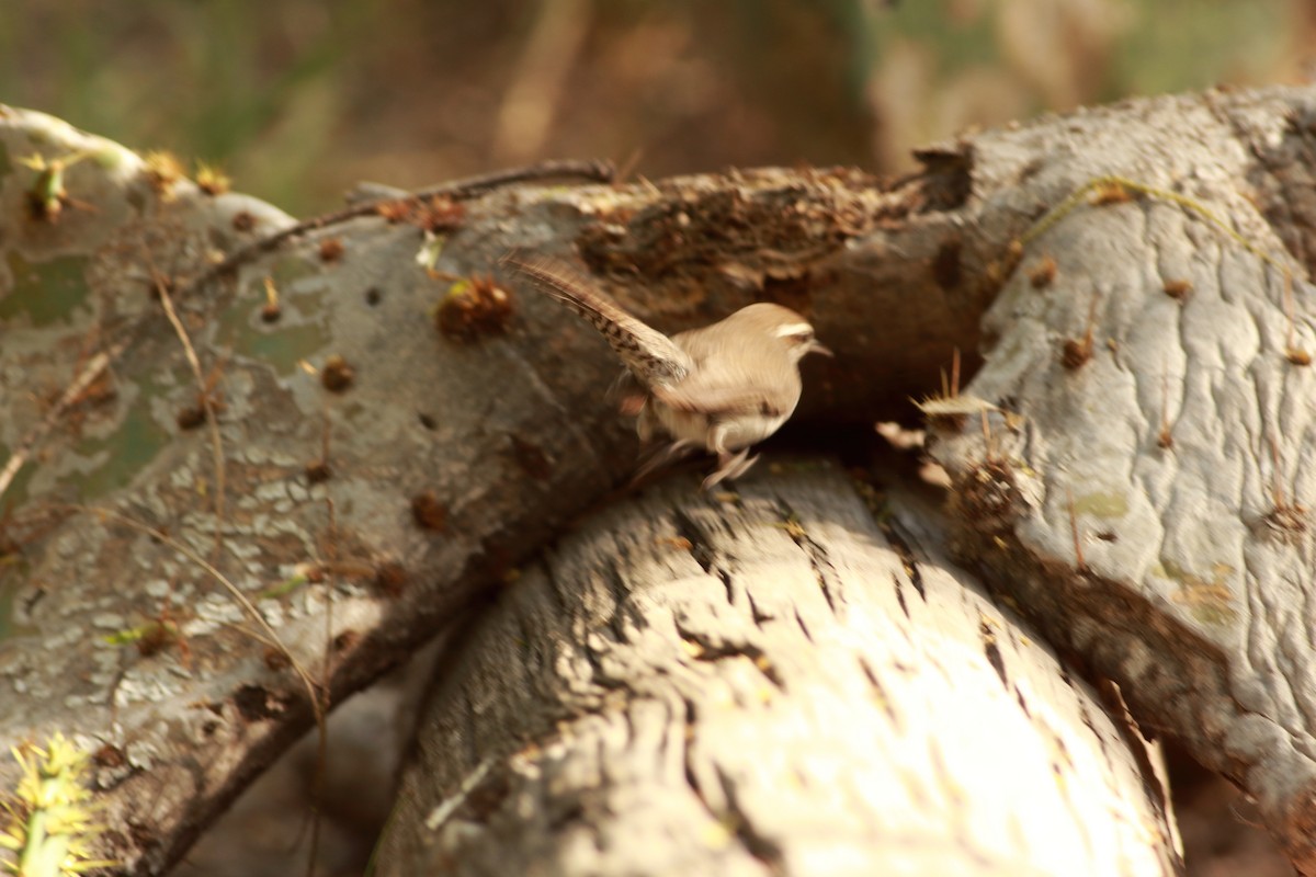 Bewick's Wren - ML616678289