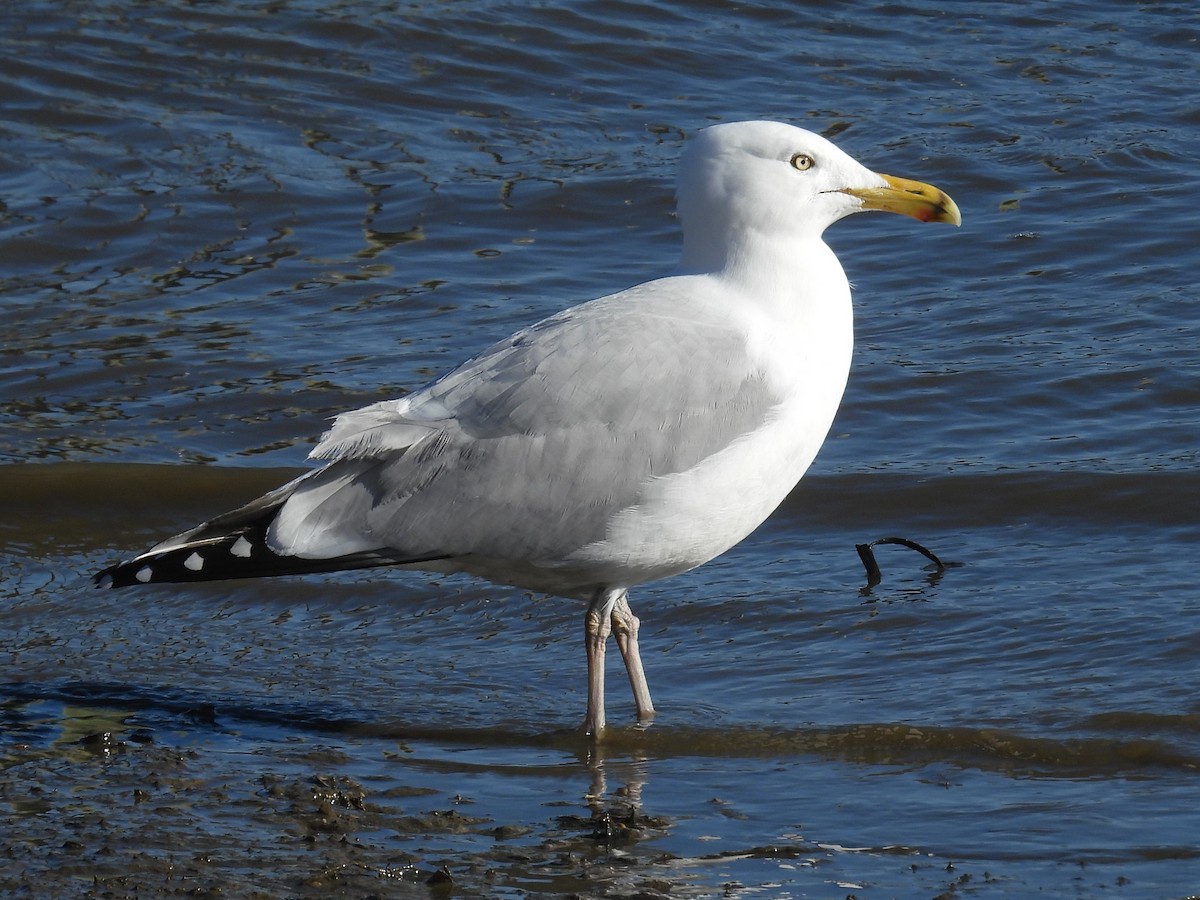 Herring Gull - ML616678293