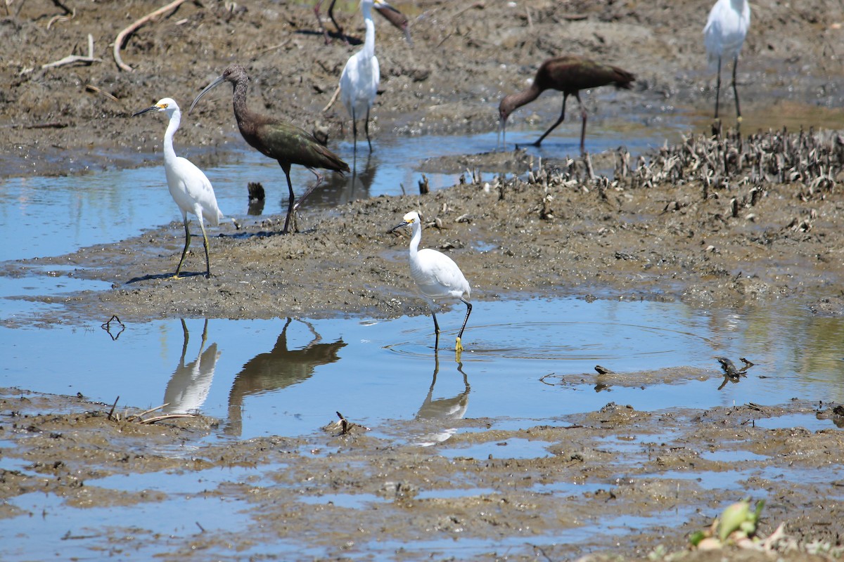 Snowy Egret - ML616678294