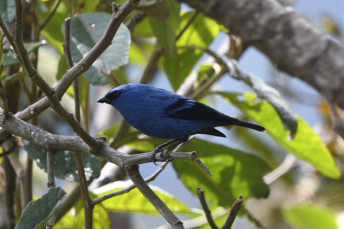 Blue-and-black Tanager - ML616678299