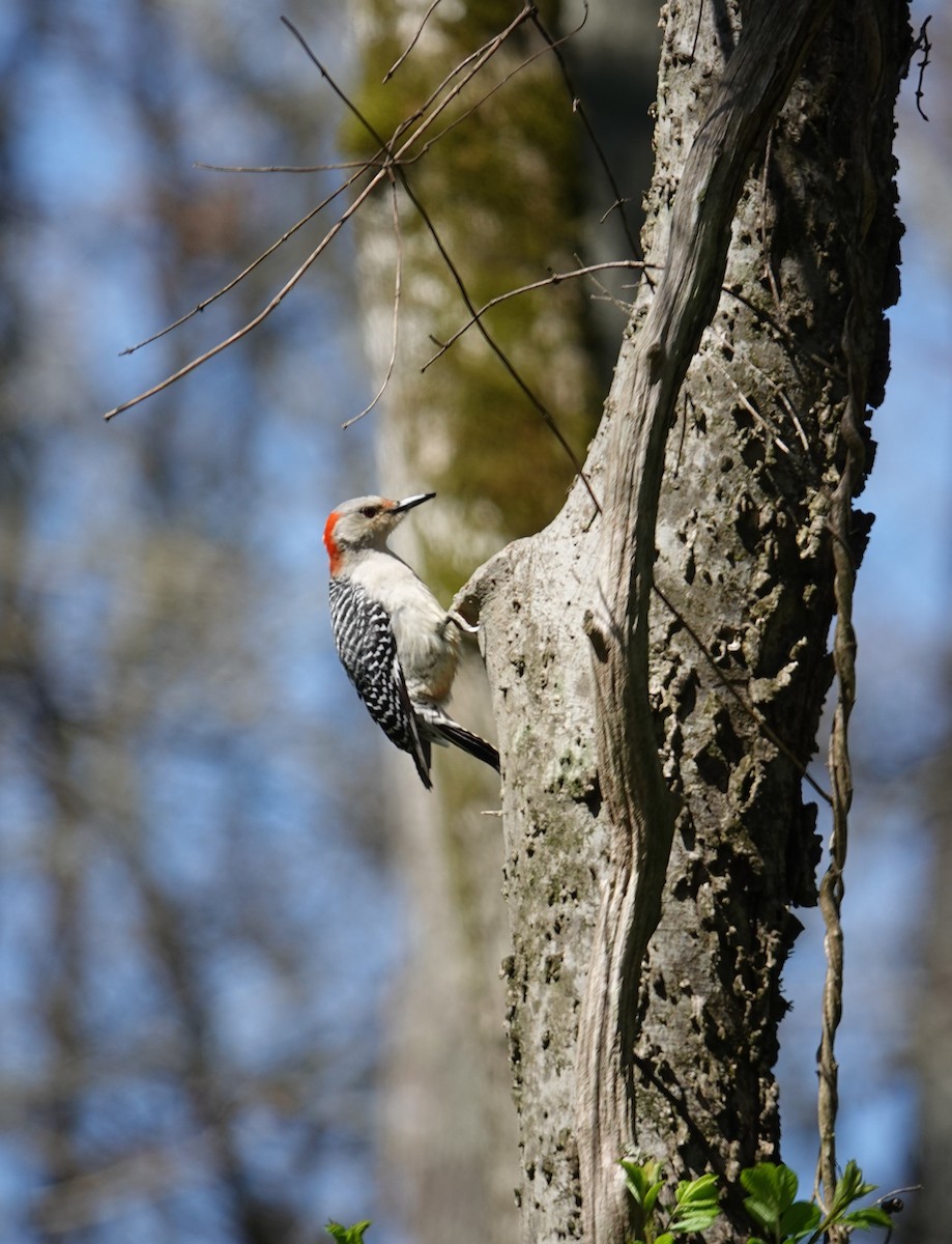 Red-bellied Woodpecker - ML616678303