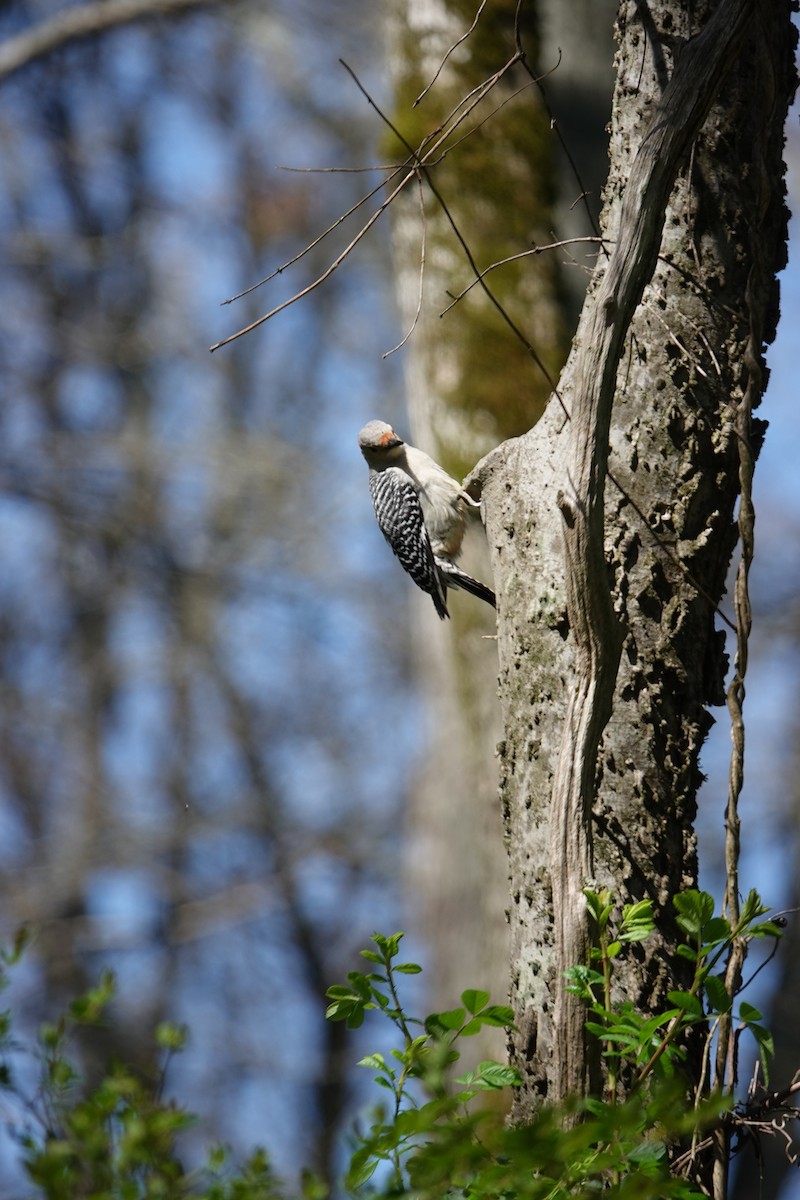 Red-bellied Woodpecker - ML616678304