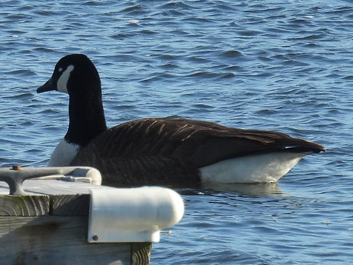 Canada Goose - ML616678317