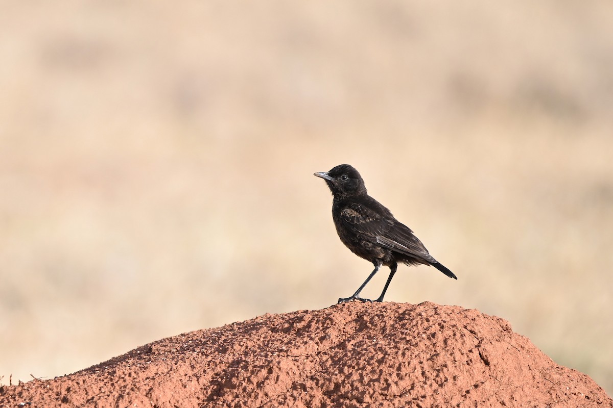 Northern Anteater-Chat - ML616678341