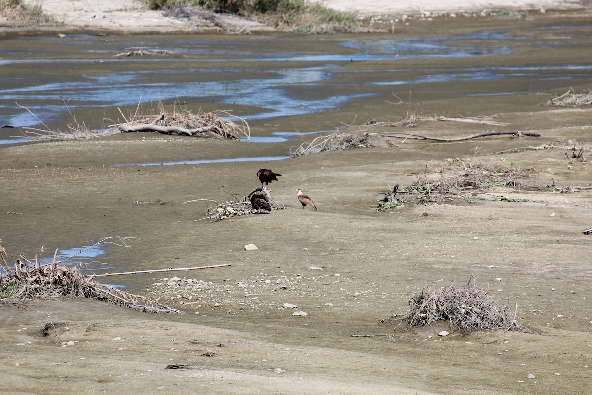 Crested Caracara - Wesley Oistad