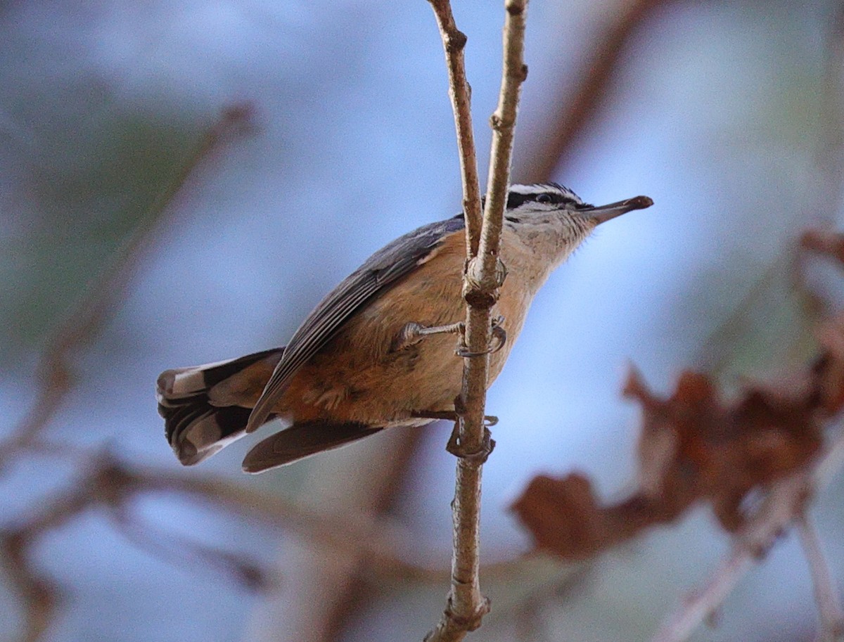 Red-breasted Nuthatch - ML616678383