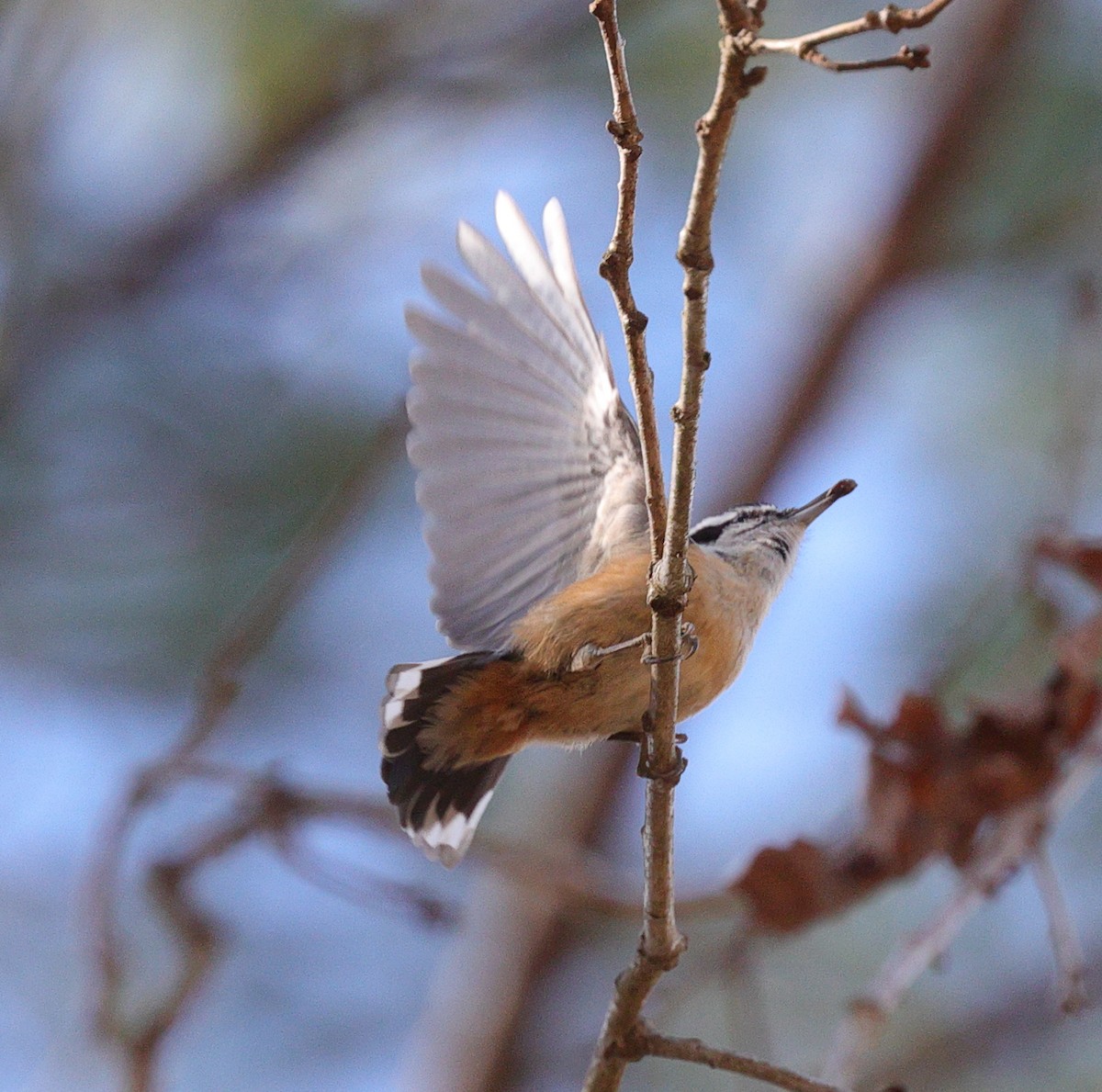 Red-breasted Nuthatch - ML616678391