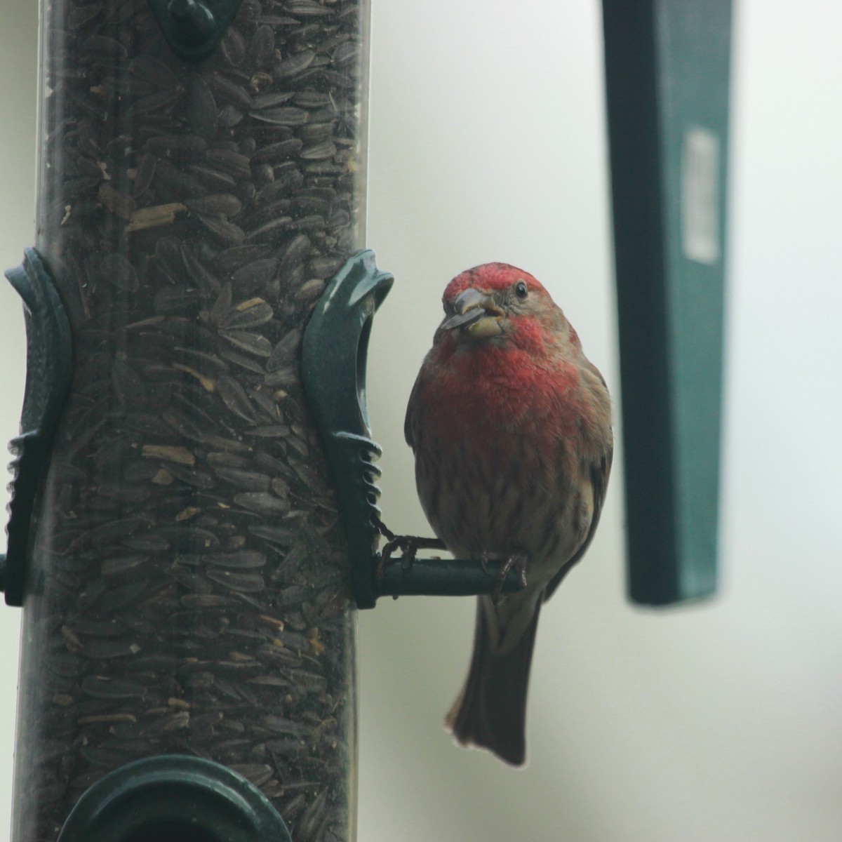 House Finch - Justin Merry