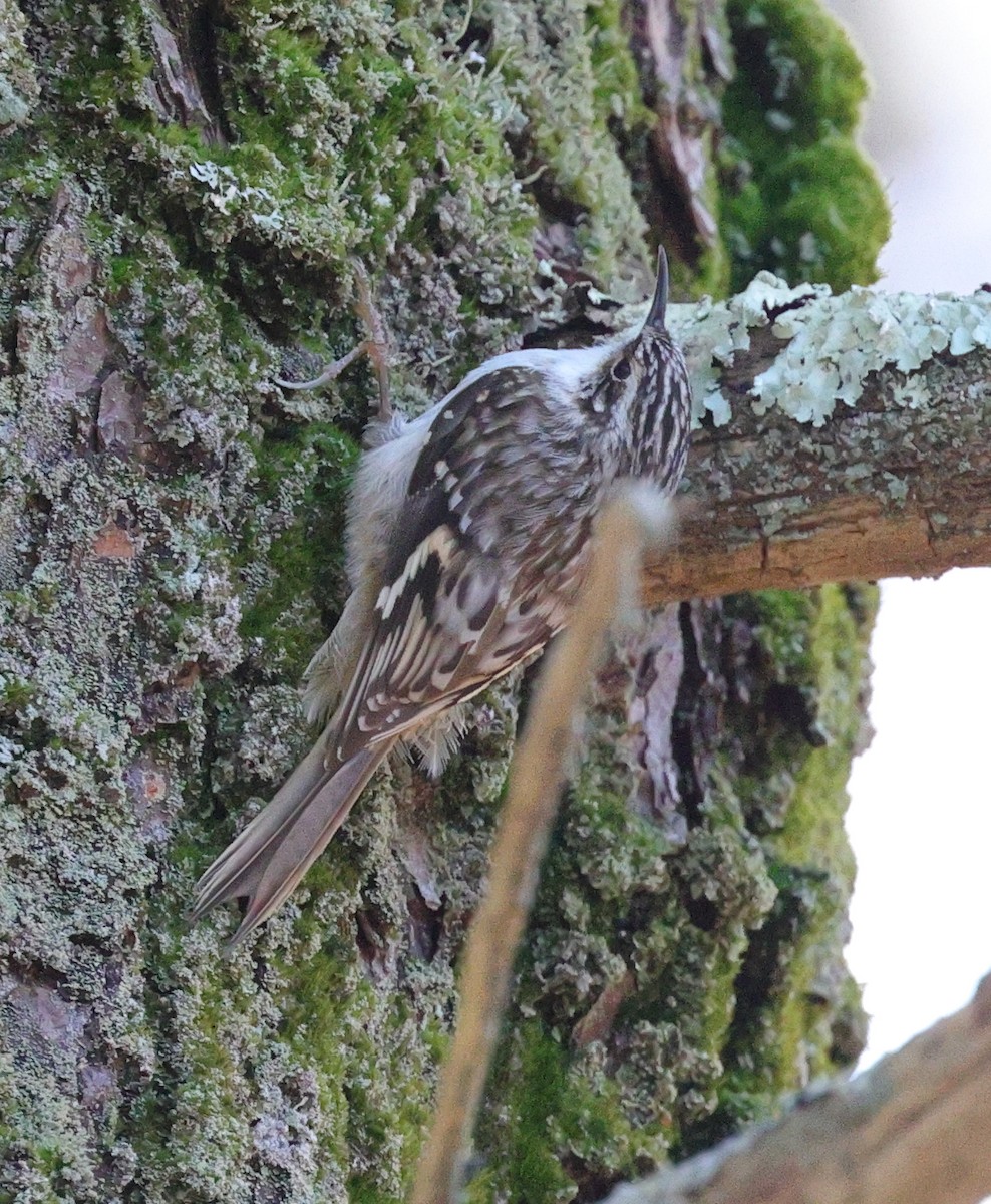 Brown Creeper - ML616678401