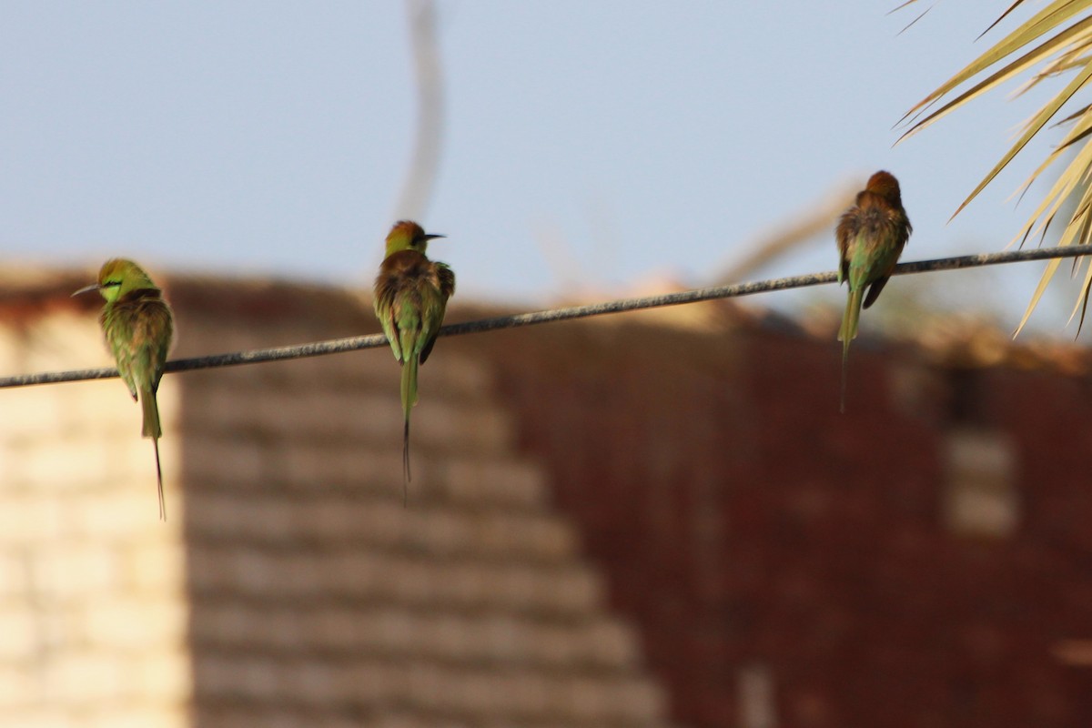 African Green Bee-eater - Janet Washbon