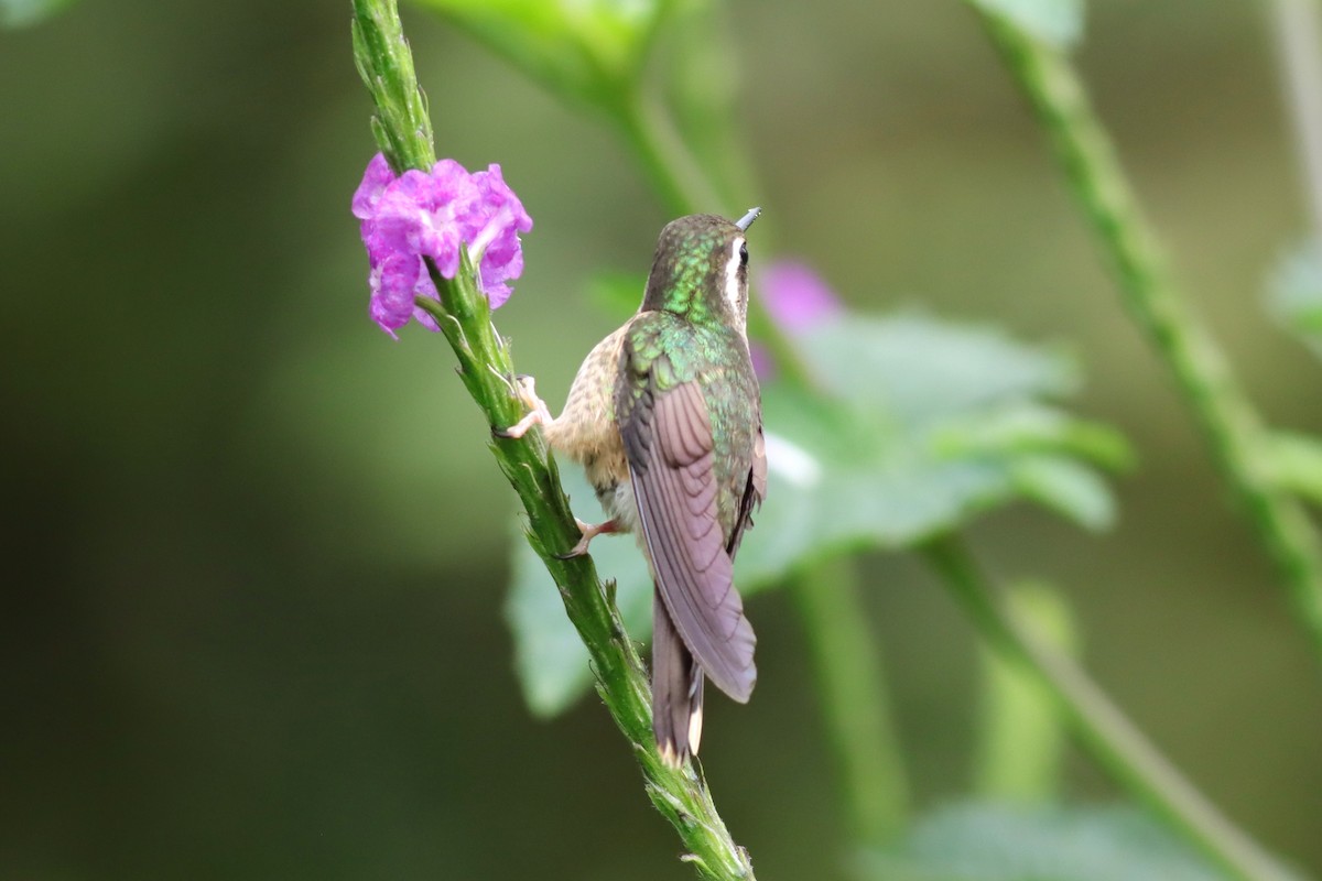 Speckled Hummingbird - ML616678420
