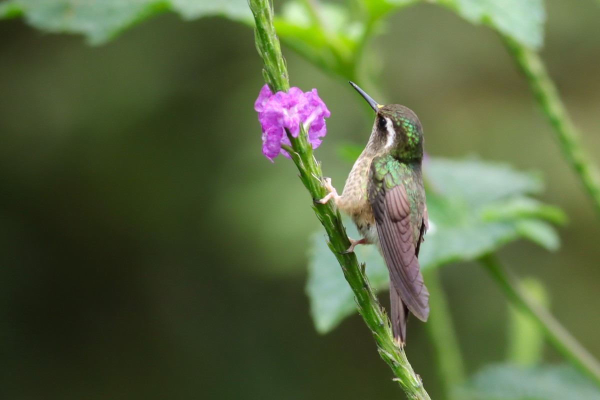 Speckled Hummingbird - ML616678421