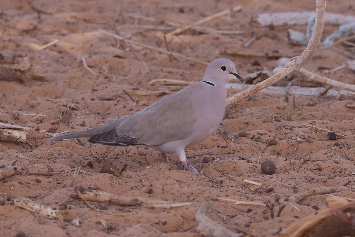 African Collared-Dove - ML616678431