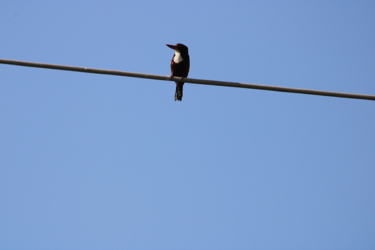 White-throated Kingfisher - ML616678448