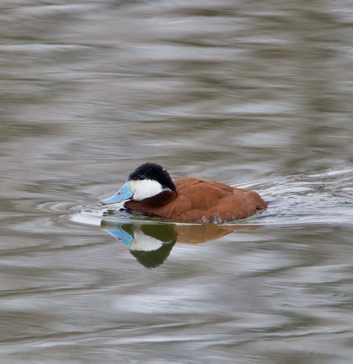 Ruddy Duck - ML616678455