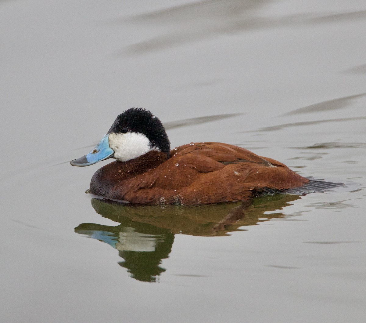 Ruddy Duck - ML616678456