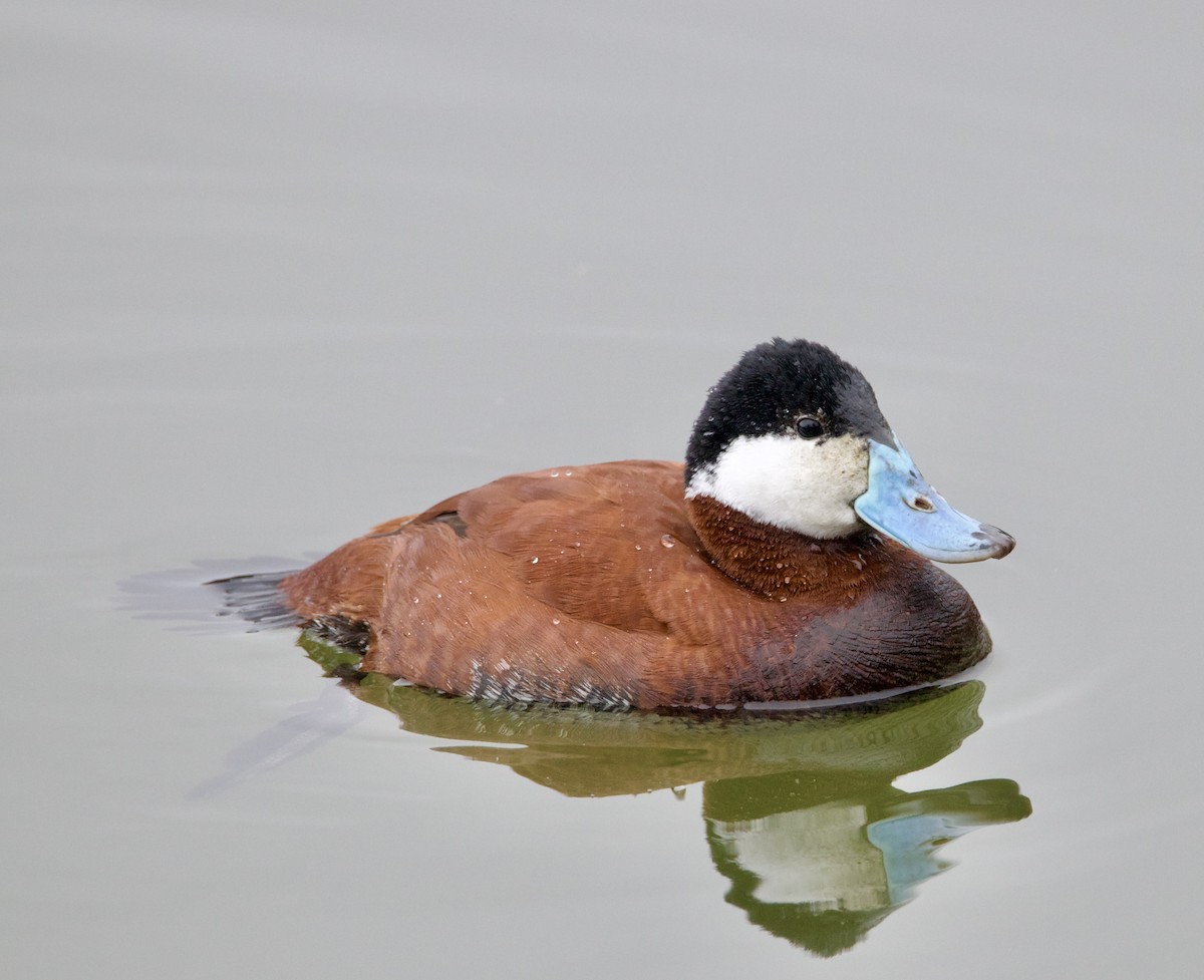 Ruddy Duck - ML616678457