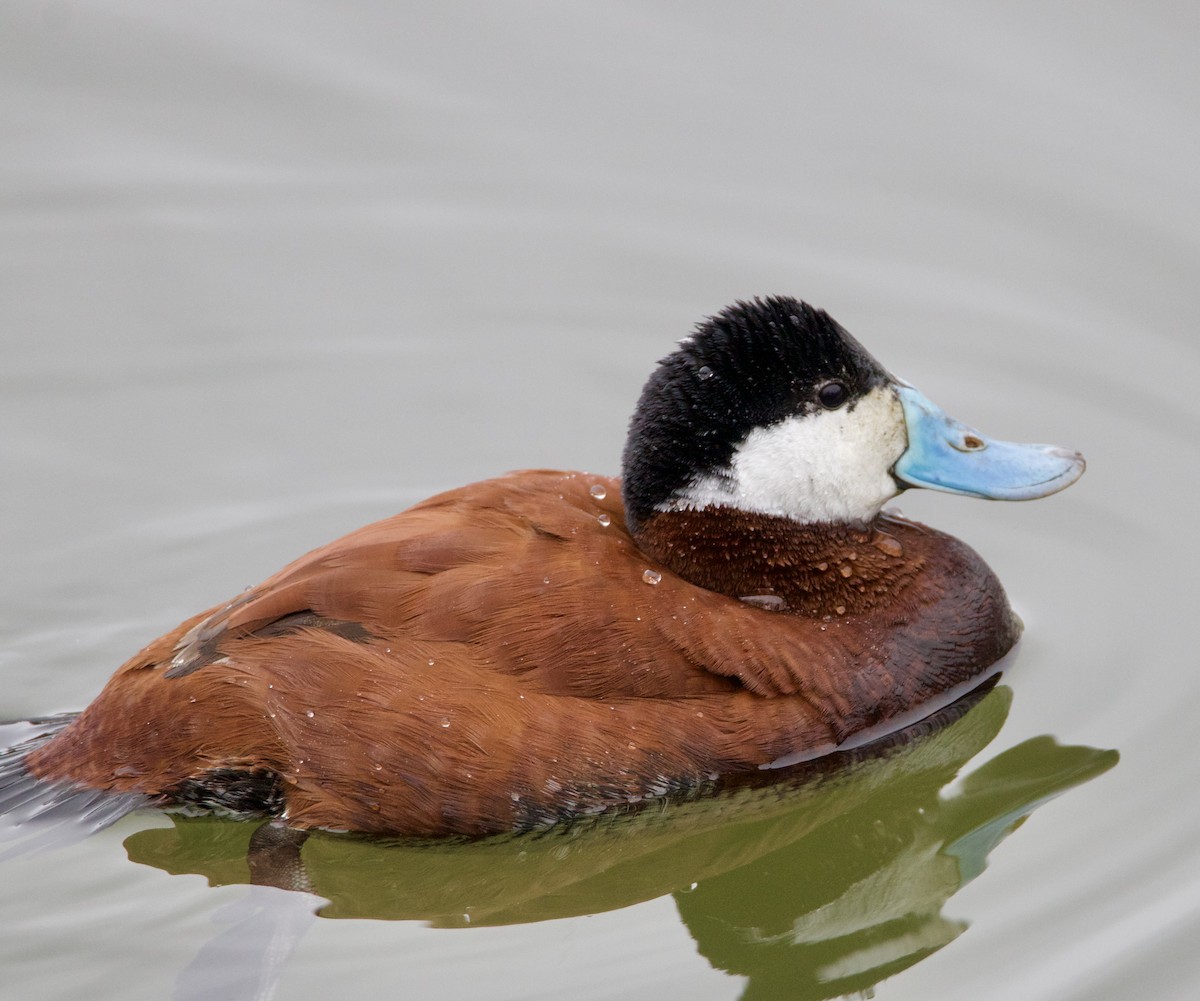 Ruddy Duck - ML616678458
