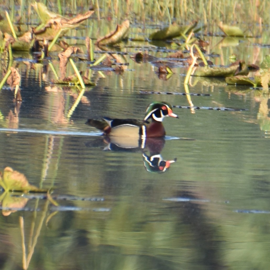 Wood Duck - ML616678463