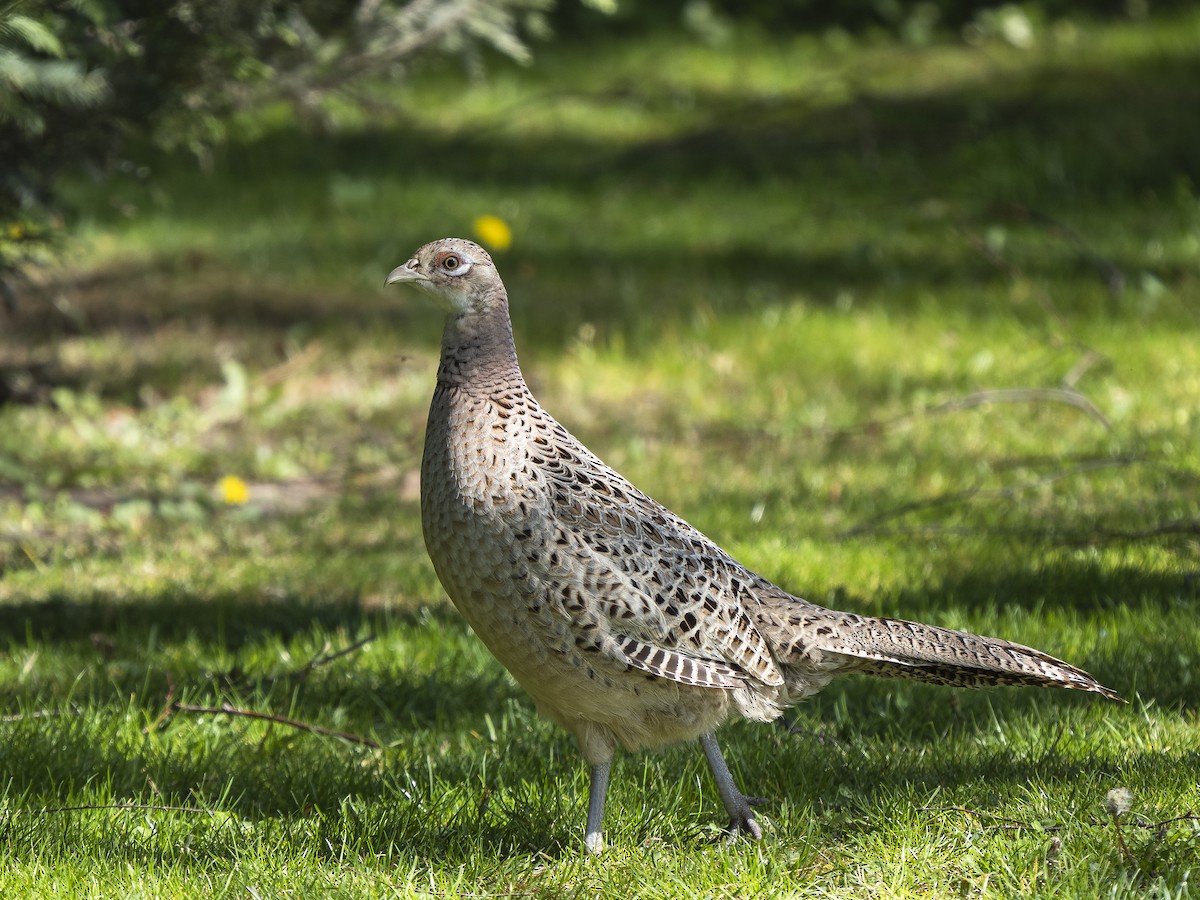Ring-necked Pheasant - Dejan Sklopic