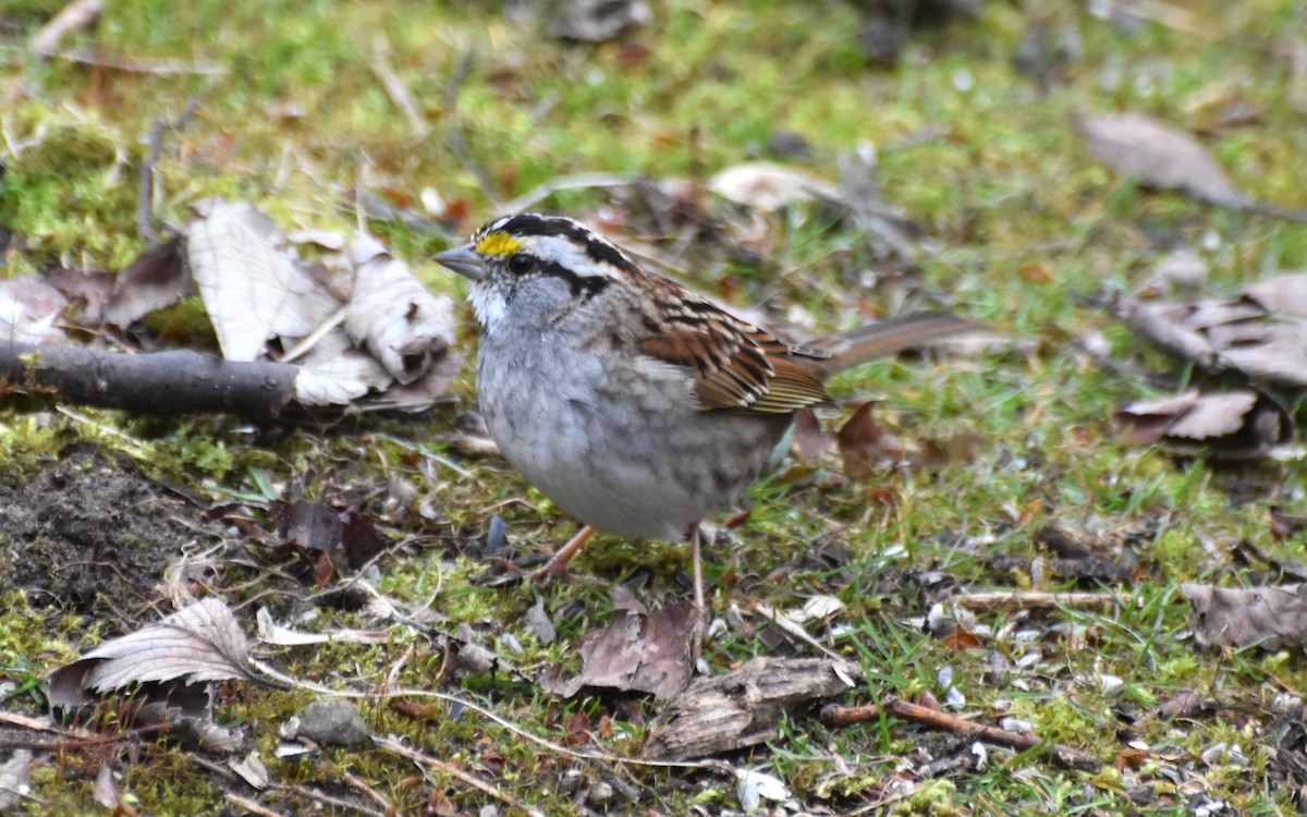 White-throated Sparrow - ML616678533