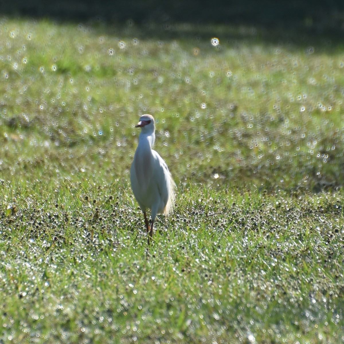 Western Cattle Egret - ML616678560