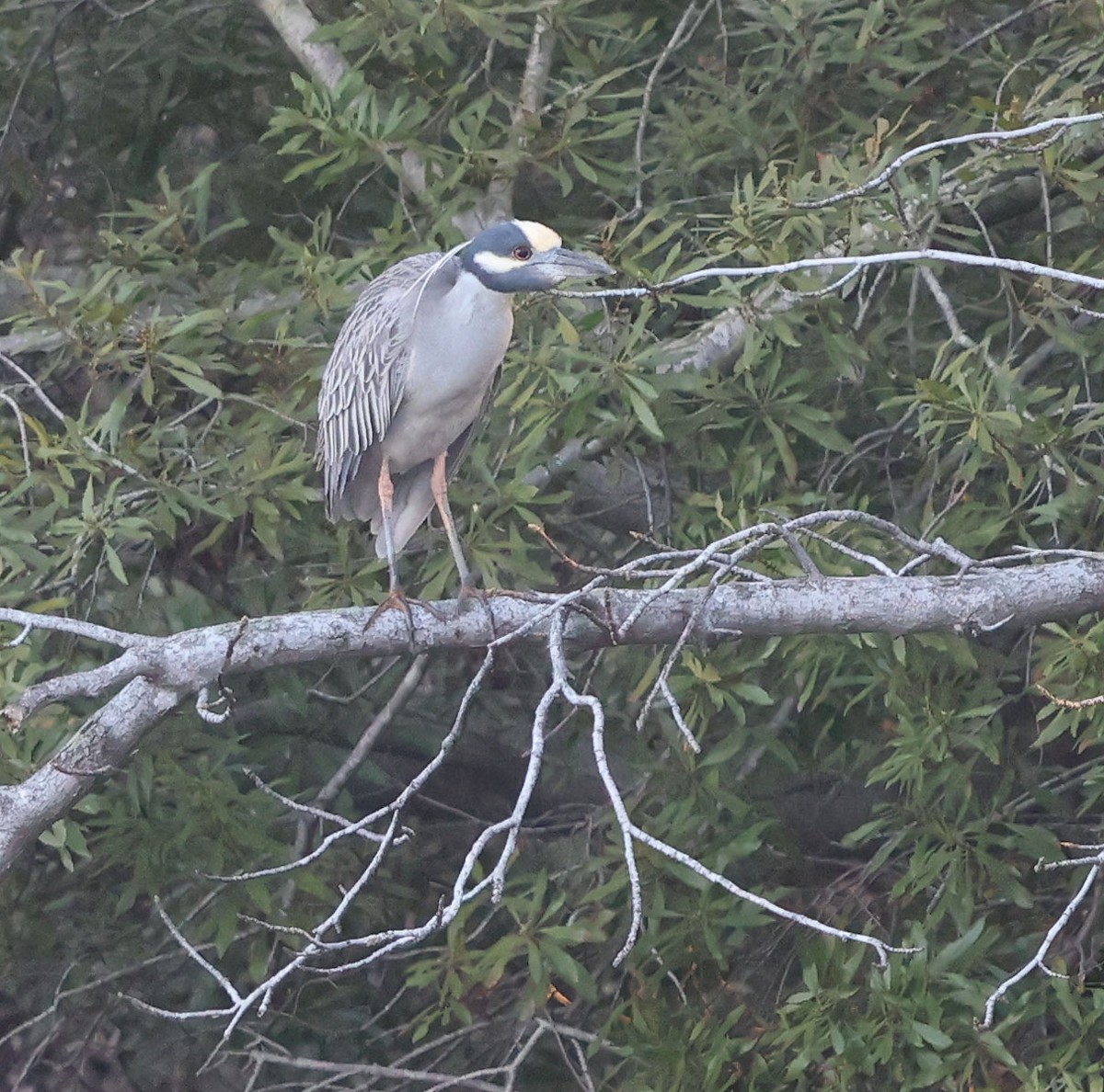 Yellow-crowned Night Heron - ML616678563