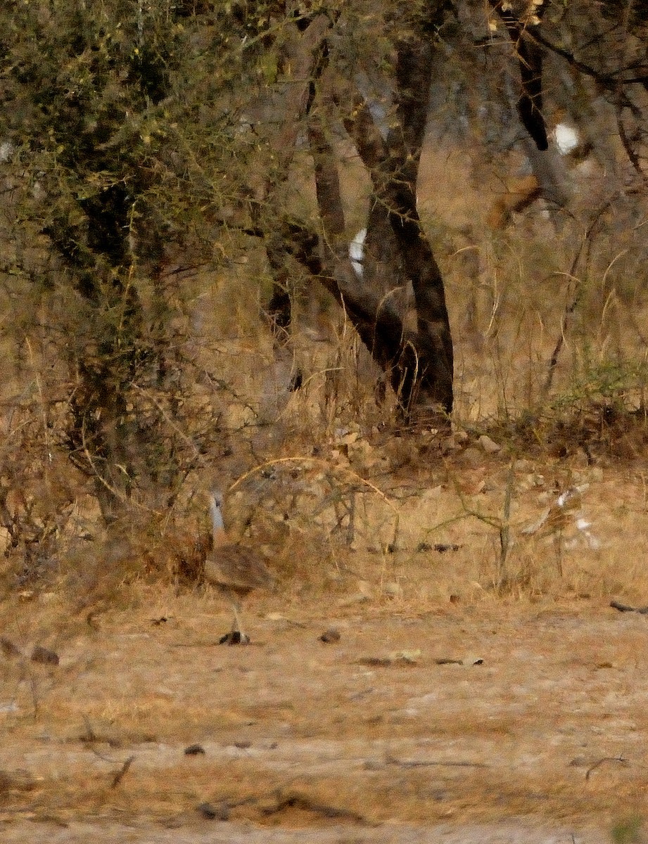 White-bellied Bustard - ML616678608