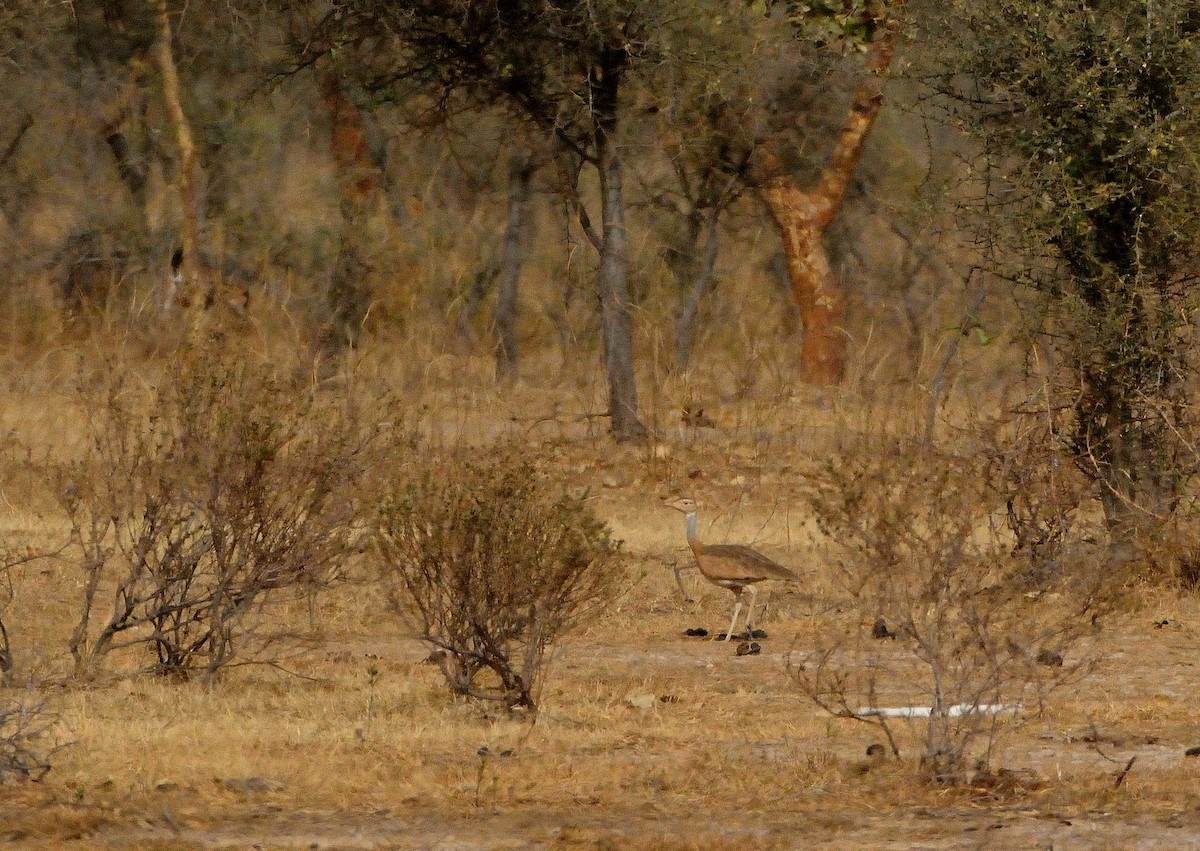 White-bellied Bustard - ML616678609