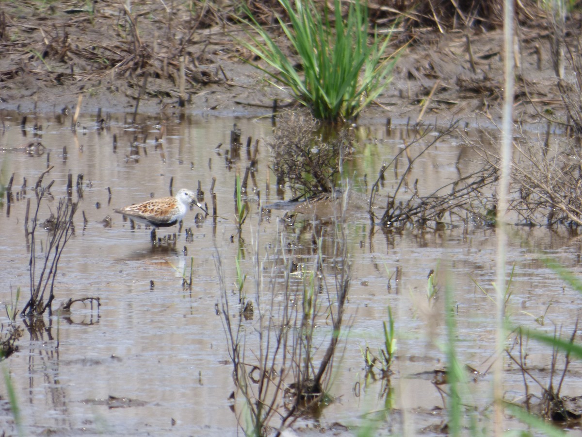 Dunlin - ML61667861