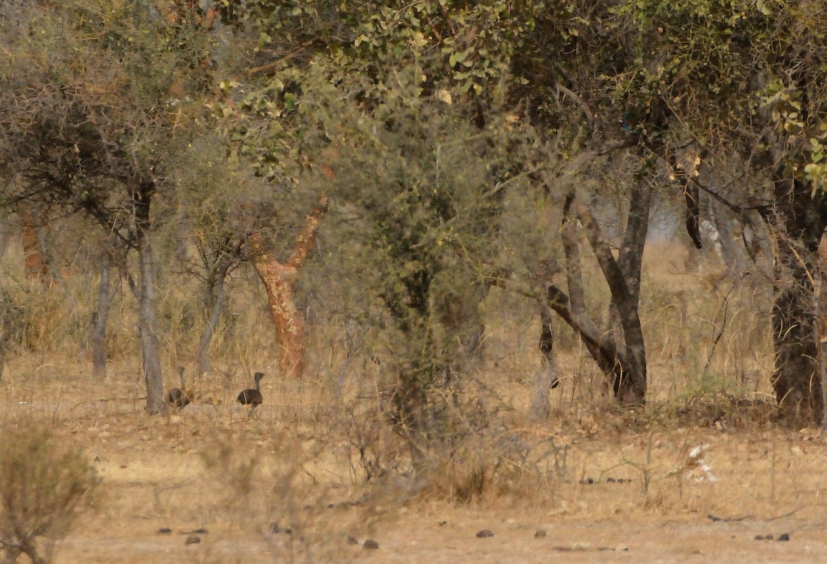 White-bellied Bustard - ML616678610