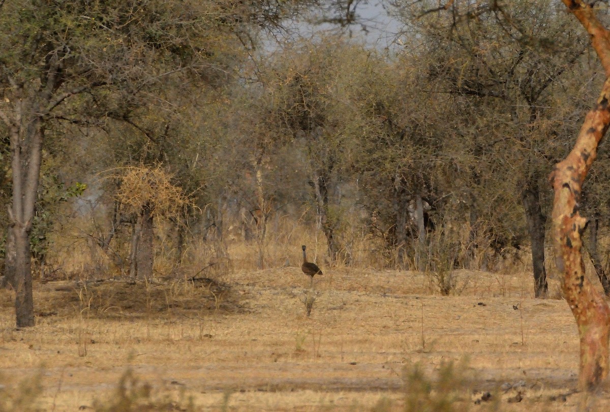 White-bellied Bustard - ML616678611