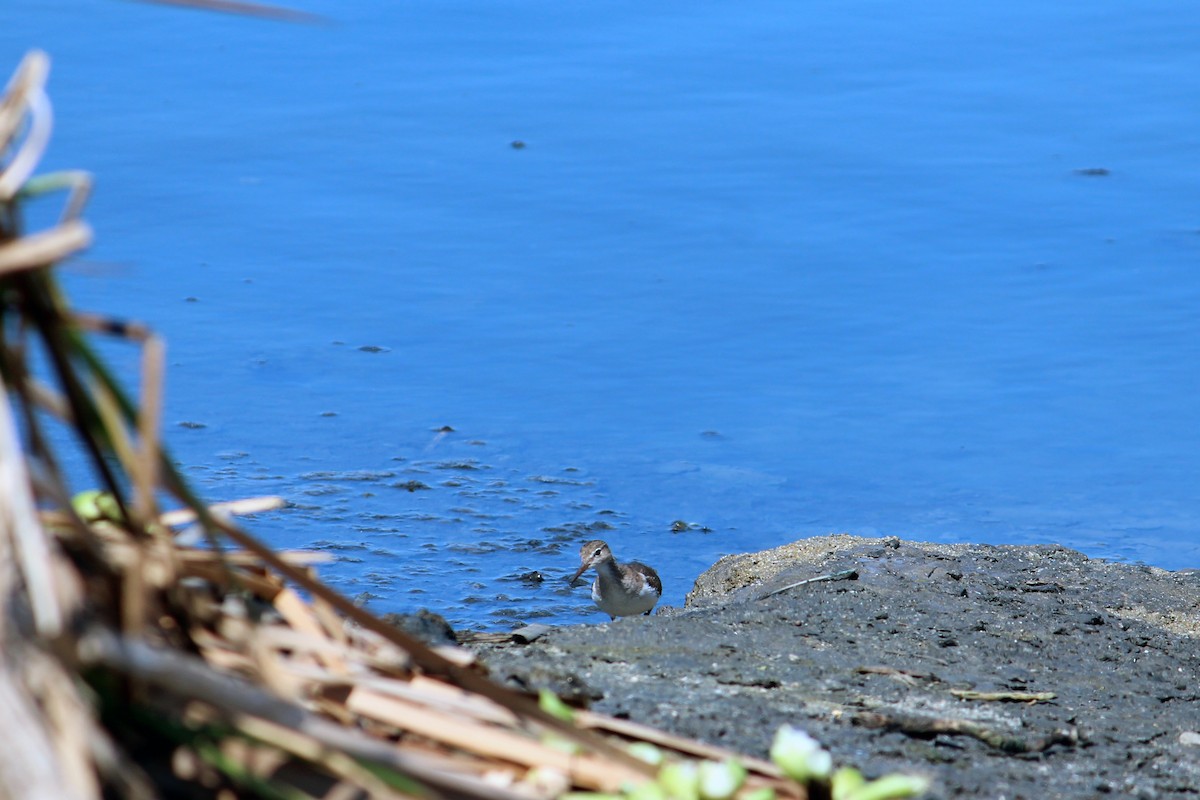 Spotted Sandpiper - Wesley Oistad