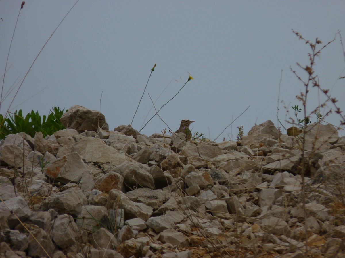 Eurasian Skylark - Randy Yuen