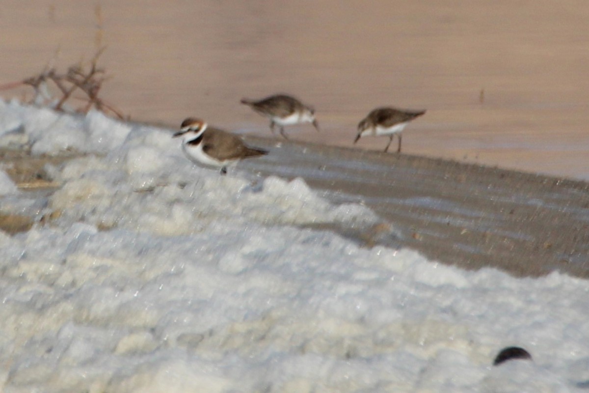 Kentish Plover - ML616678646