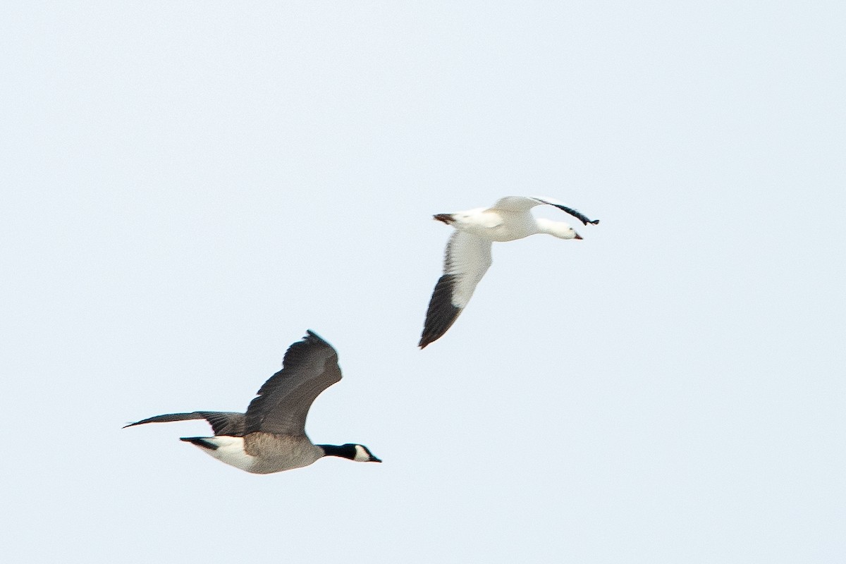 Snow/Ross's Goose - ML616678655