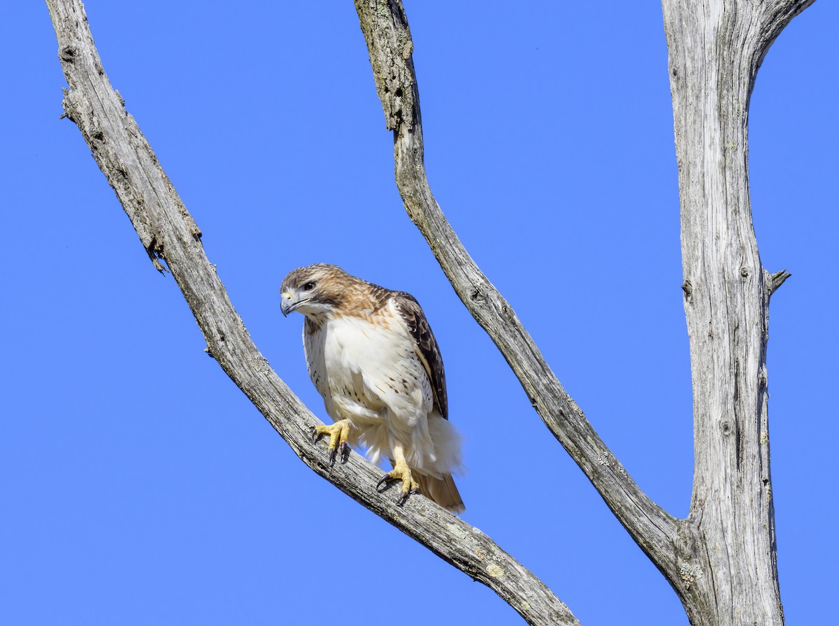 Red-tailed Hawk - ML616678672