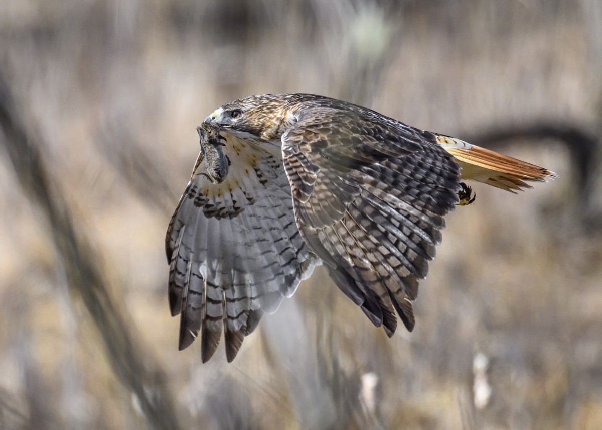 Red-tailed Hawk - ML616678673