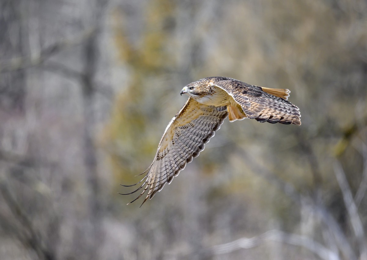 Red-tailed Hawk - ML616678674