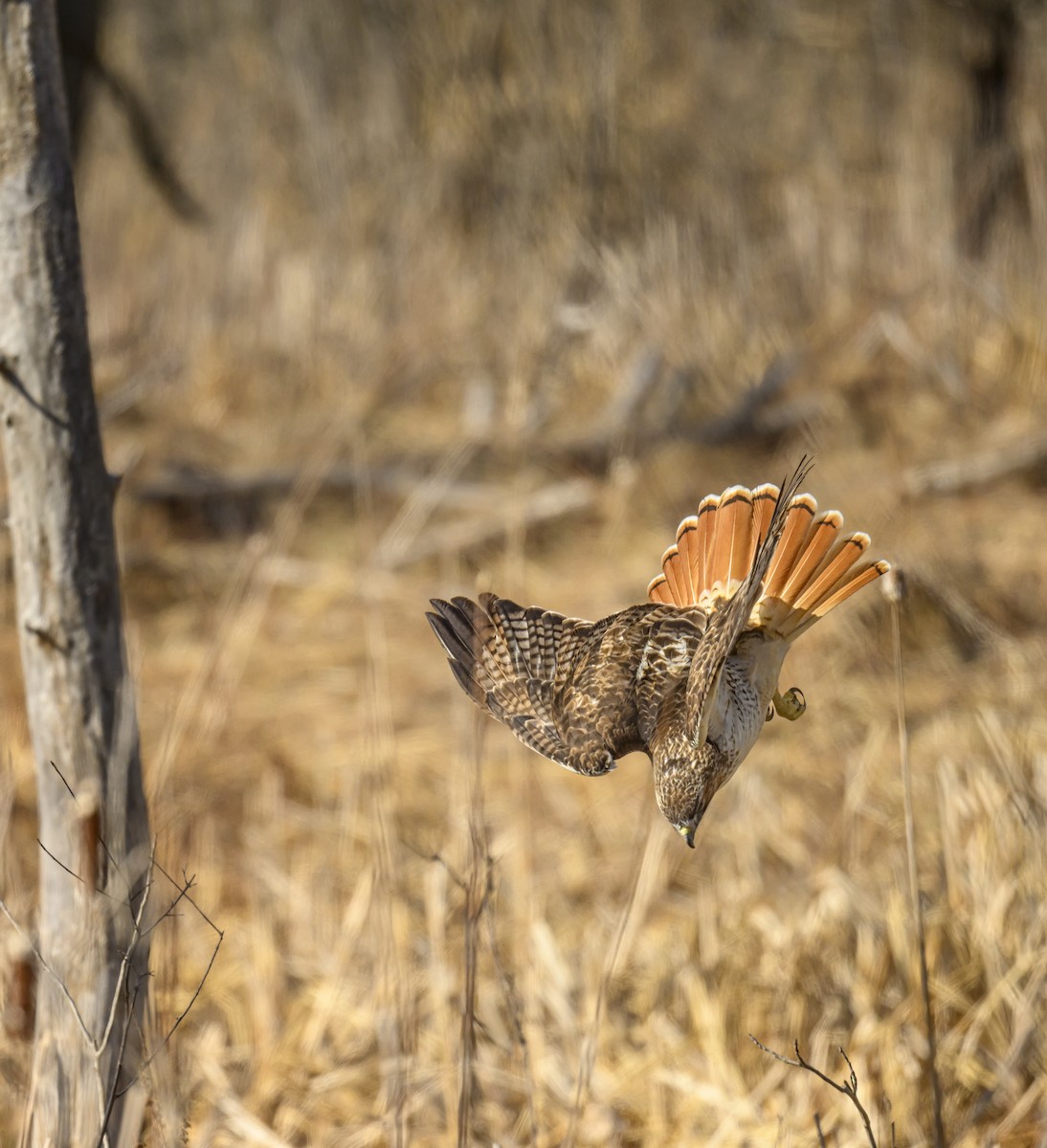 Red-tailed Hawk - ML616678675