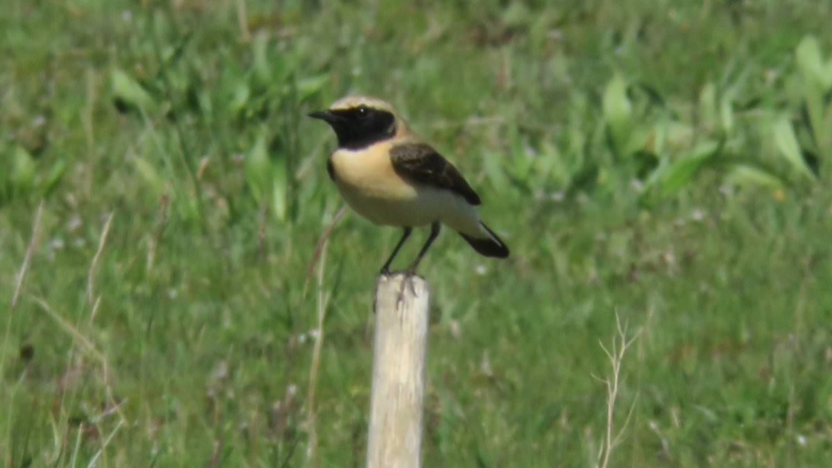 Eastern Black-eared Wheatear - Felipe Rosado Romero