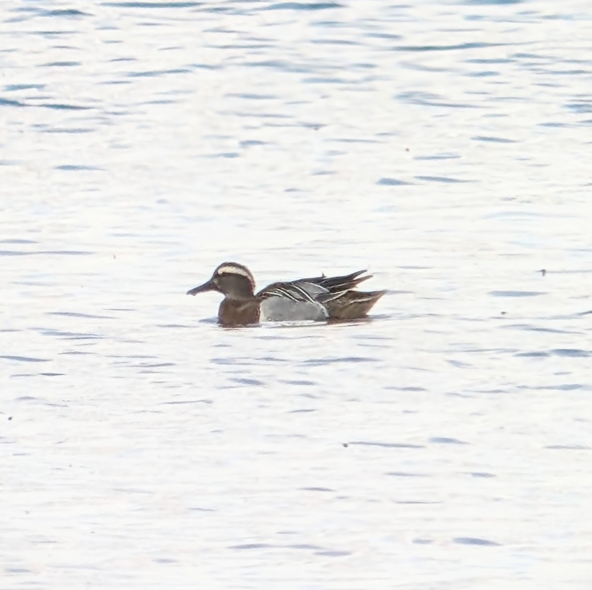 Garganey - Brendan Doe