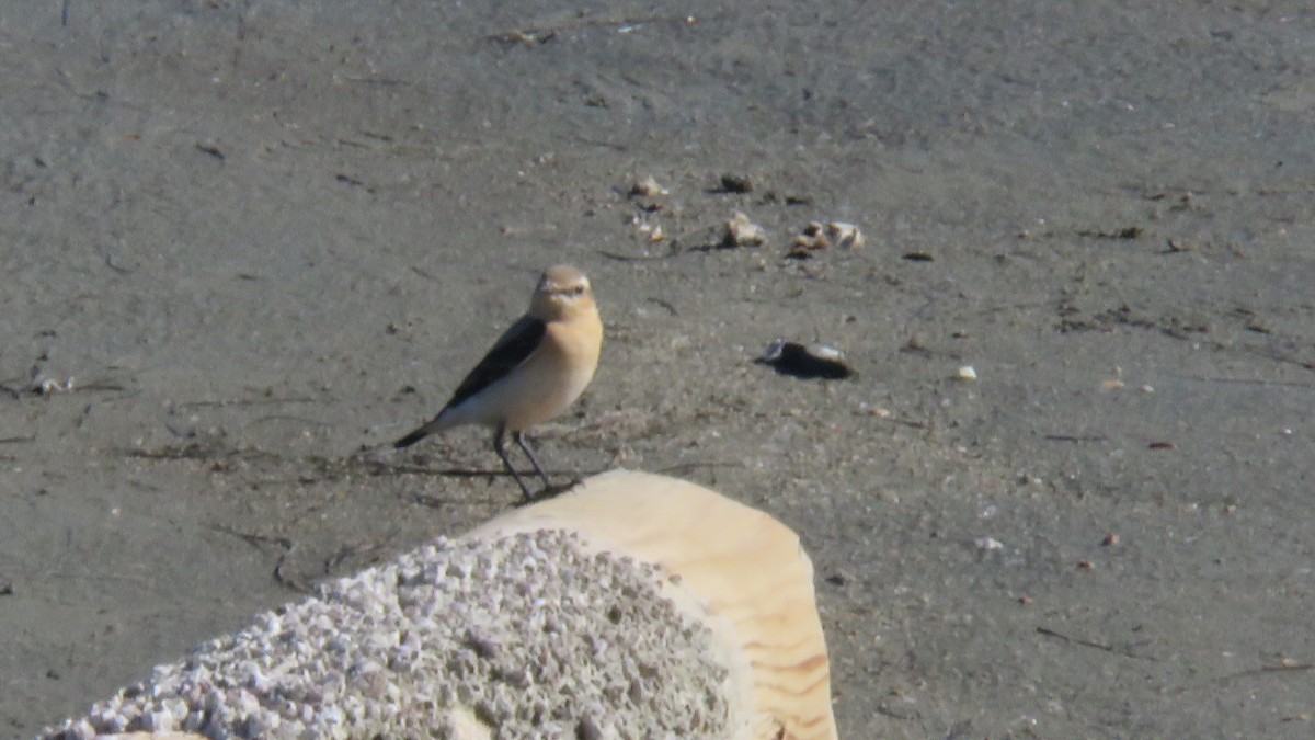 Northern Wheatear - ML616678717