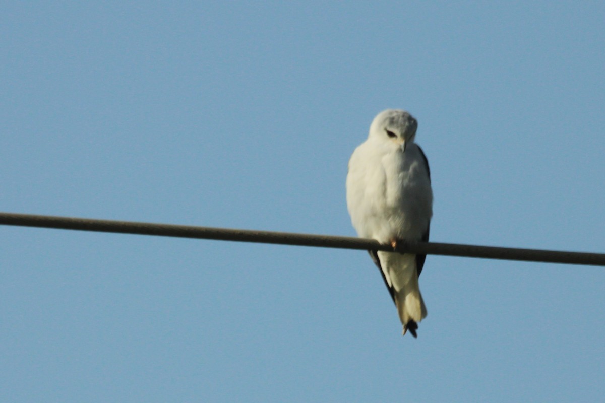 Black-winged Kite - ML616678764